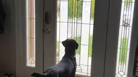 Black dog standing and jumping towards door