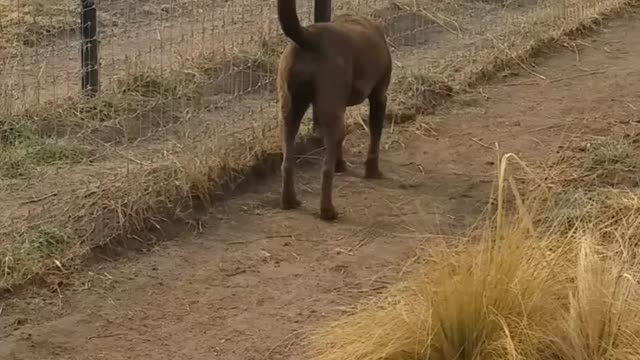 Lion ask Dog For Forgiveness