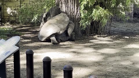 Turtles Wrestling?