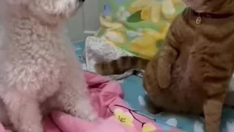 Funny cat&dog fight