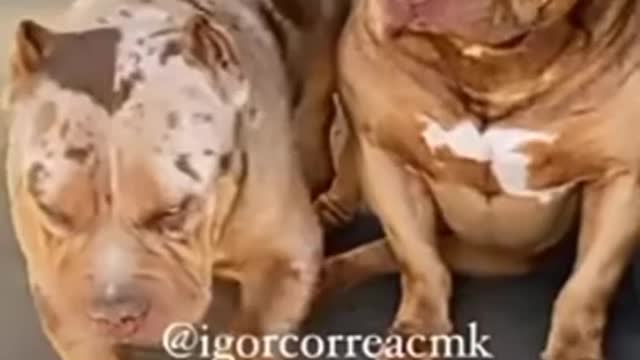 Pit Bull Dog's Dangerous Reactions 😯