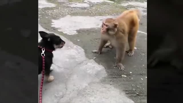 monkey and dog funny fight