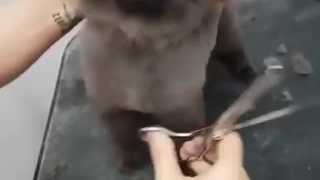 Dog enjoys getting his Haircut