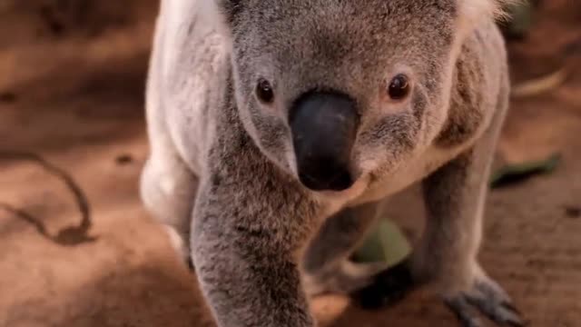 koala-being-taken-from-the-ground