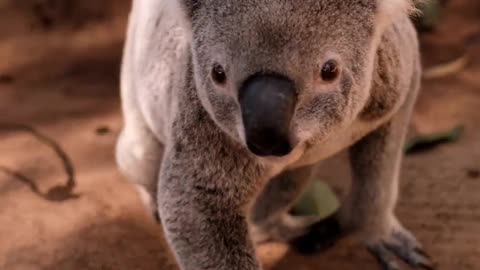 koala-being-taken-from-the-ground