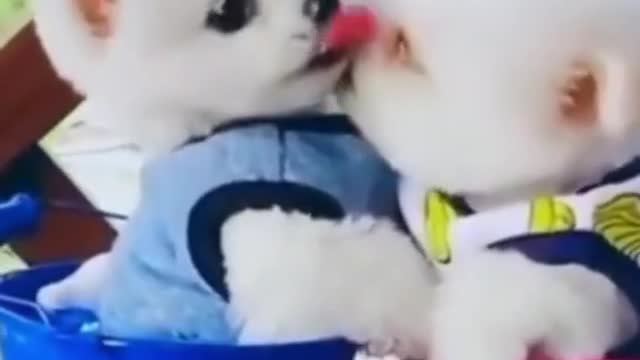 little cut puppy kissing