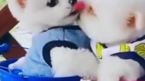 little cut puppy kissing