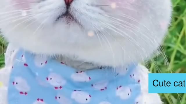 Cute cat hairstyle cutting and love video.