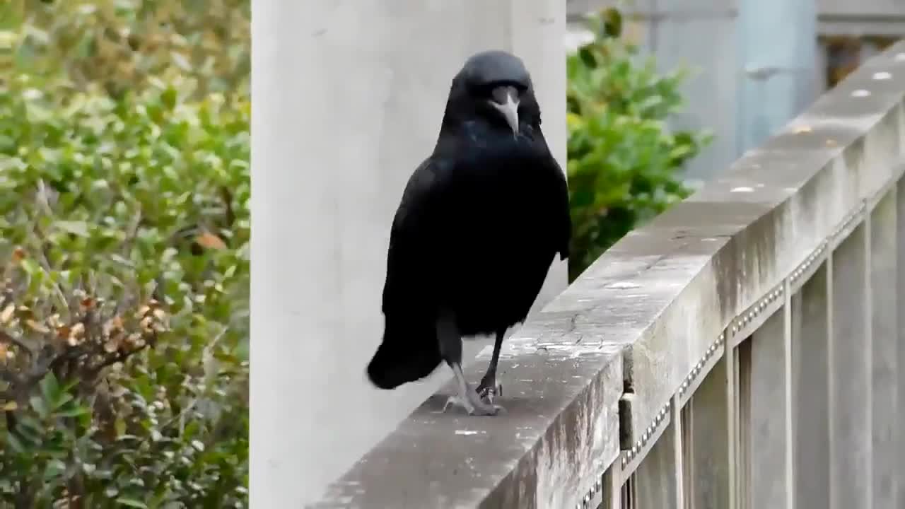 The crow with a funny gait