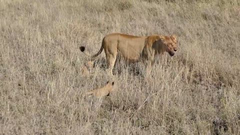 Lions cubs are enjoing