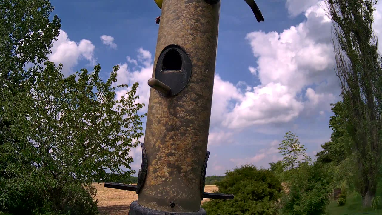 from the feeder: goldfinch