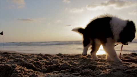 May be he found some thing in the sand