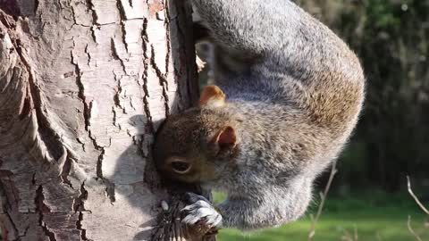 Squirrel Head Grey