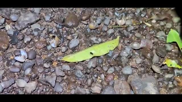 little bug