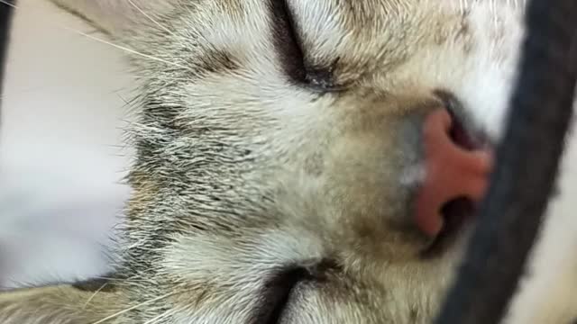 /cat-with-elizabethan-collar-close-up