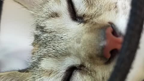 /cat-with-elizabethan-collar-close-up