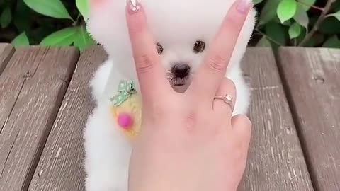 Cutest Pup off all time | Cute | satisfying | puppy|