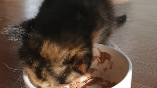 A meal of cute kittens.