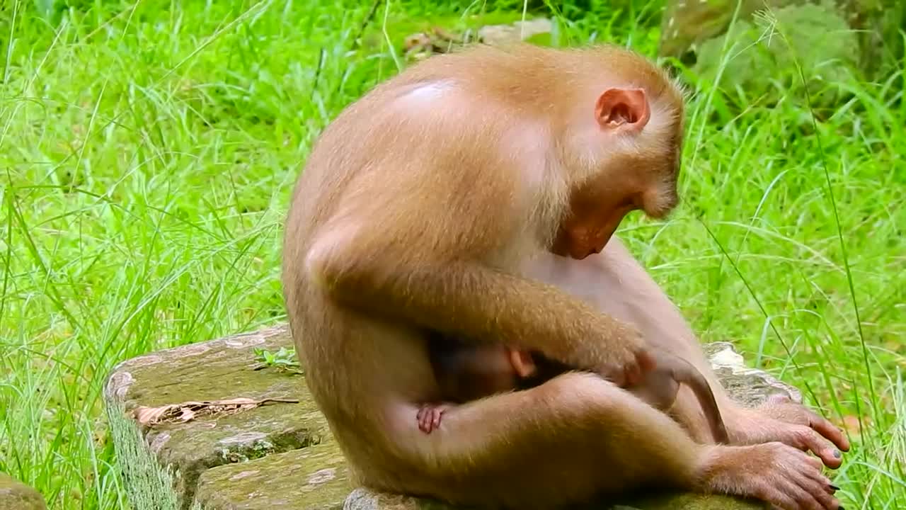 Rainbow tries to cling mother leg viral and trending funny monkey videos