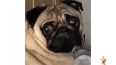 pug dog barking - pug dog funny videos