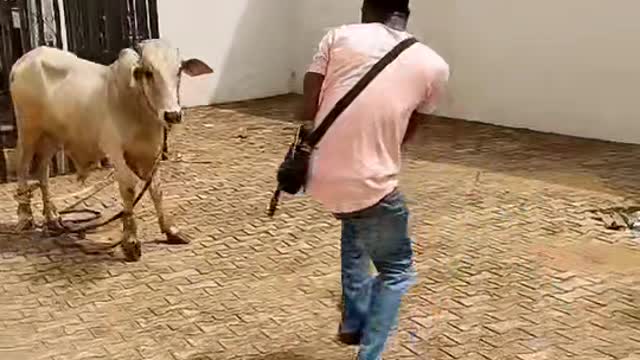 Man_Fighting_Oxen