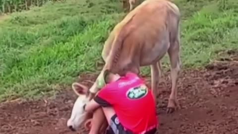 A sad farmer was cheered up by his animals