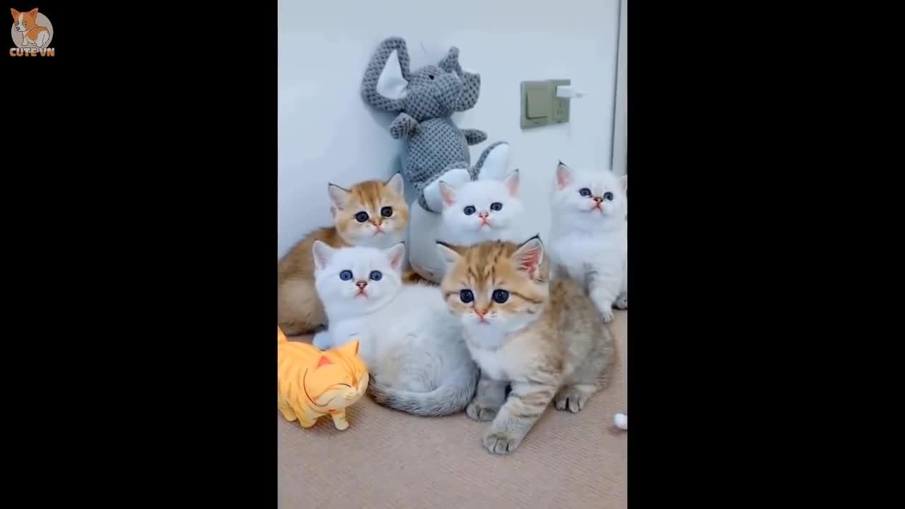 Baby Cats - Cute and Funny Cat Videos Compilation #15