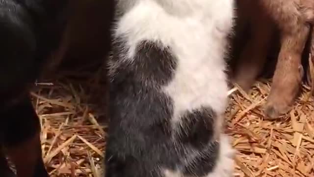 Stash the Born Cat and his baby goat friends