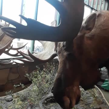 Two nice big Moose, both of mine were taken off the Koyukuk River