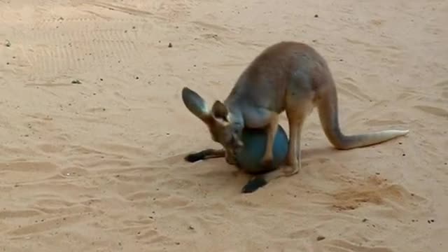 The kangaroo