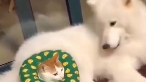 Husky Attacking a Cat