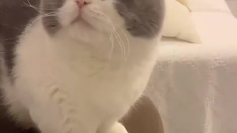 Super Cute Cat Meowing #Shorts