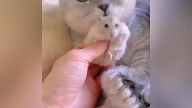 Cute moments cats