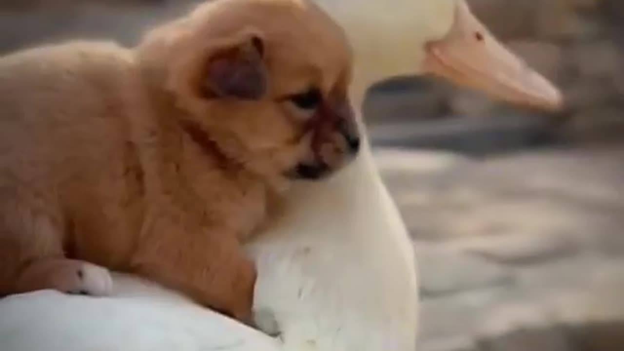 so cute
