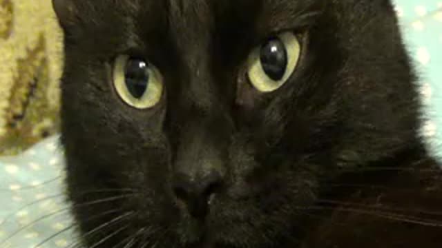 Closeup of cute black cat yawning and washing Free footage