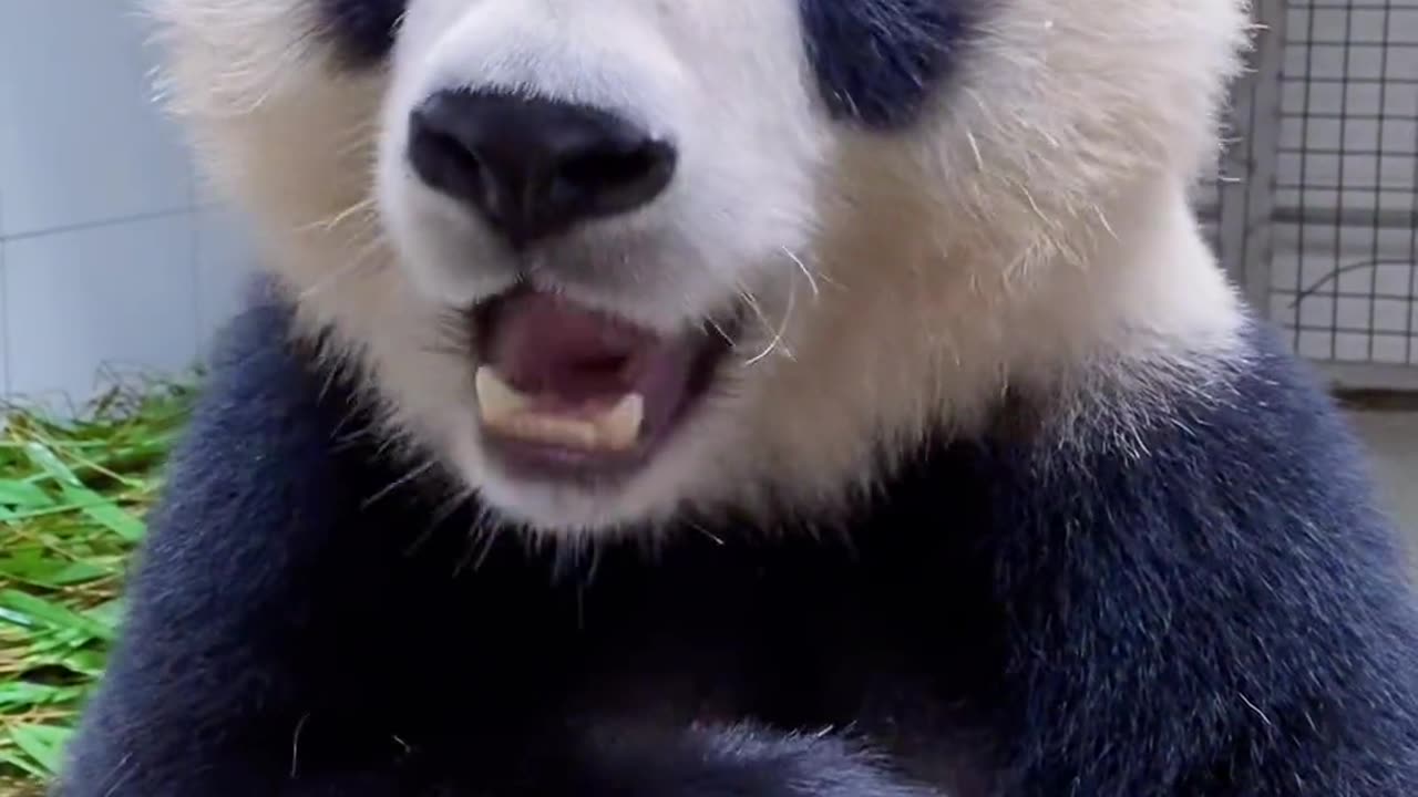 The panda is so cute, but unfortunately I can only go to the zoo to see him