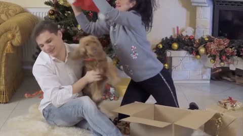 Is Your Dog Happy Or Sad? You Can Knwo It :Top 10 Signs Your Dog Is Happy With You!