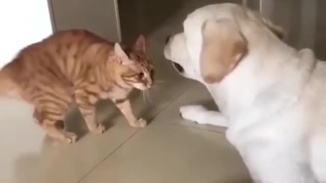 this is so adorable and lovely, just they way this cat tries to share his love with the dog