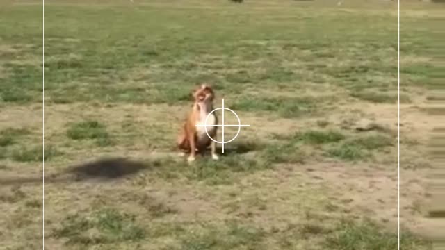 Dog jumping for a drone