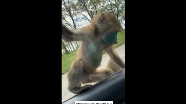 Cheeky Monkey! Zoo Animal Steals Car Wing Mirror