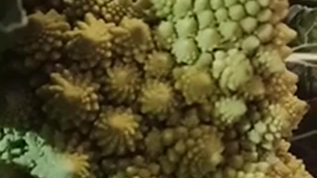 Fibonacci Cauliflower