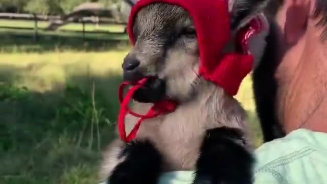 Baby sheep with a hat