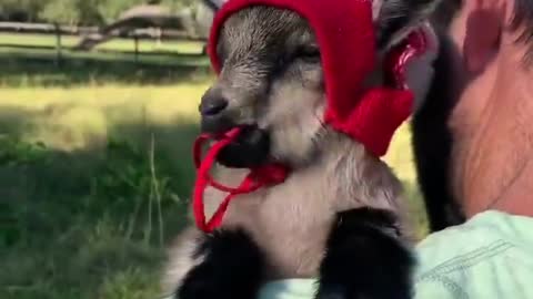 Baby sheep with a hat