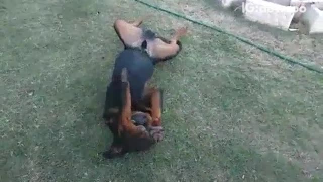 Black dog plays dead when owner shoots him screen recorded