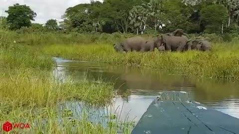 elephant save baby from crocodile