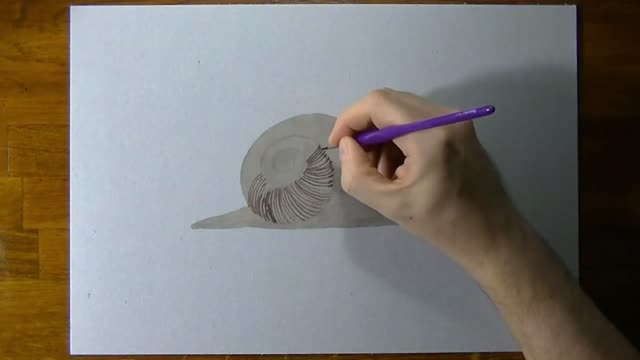 Draw A Realistic Picture Of A Snail