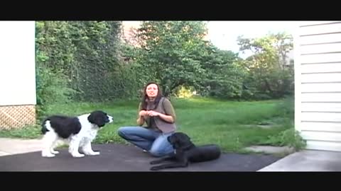 Dog Training videos