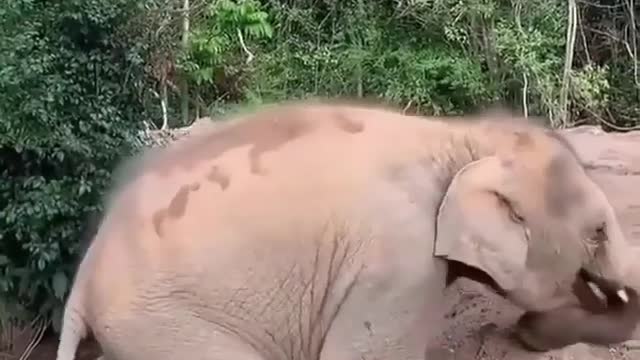 Baby elephant 🥰🥰😍