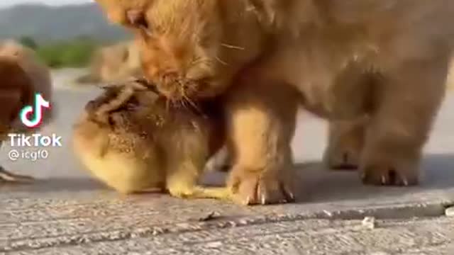 cute baby dog and duckling