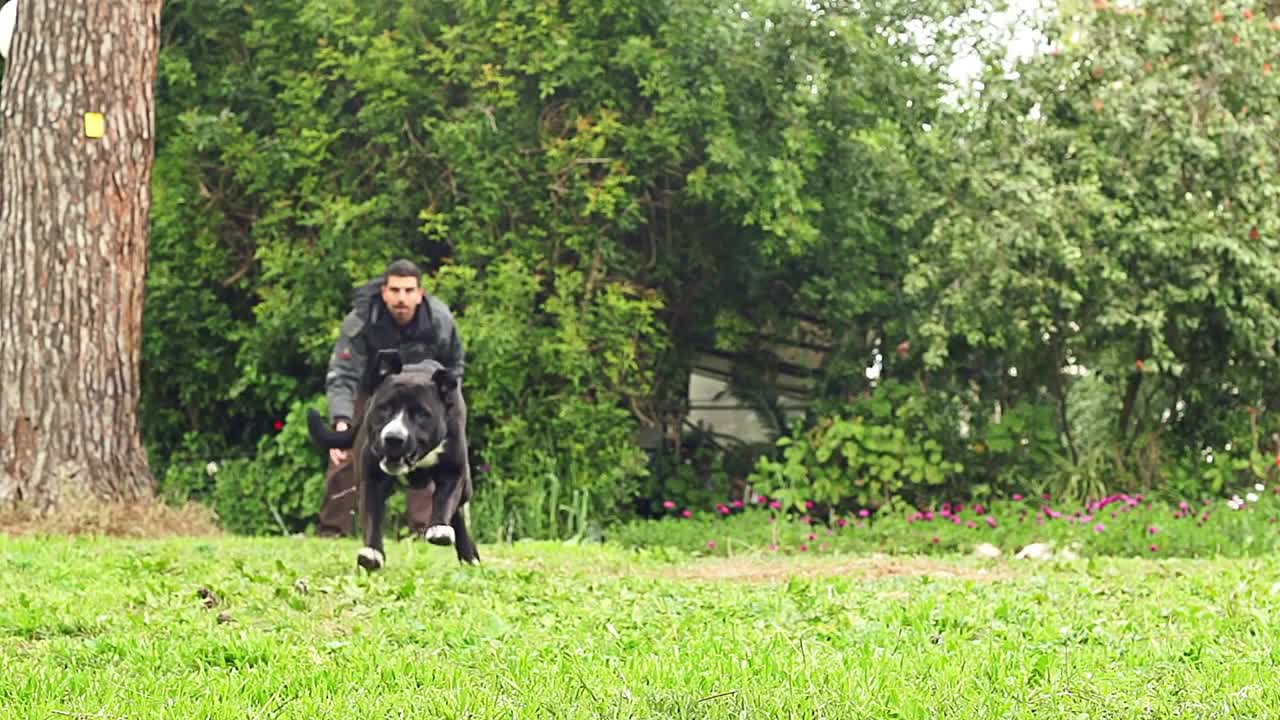 Super slow motion of a black dog catching a tennis ball